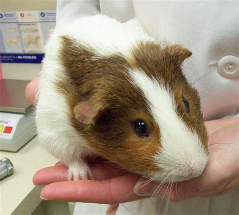 Brown And White Guinea Pig A Photo On Flickriver