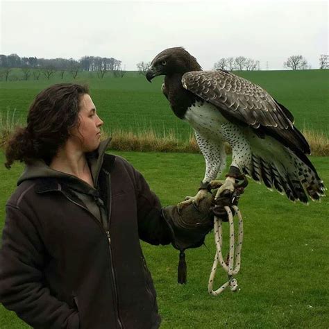 Elite Falconry The Martial Eagle Less Than Impressed At Being