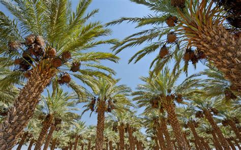 Финик пальчатый (много фото) - treepics.ru