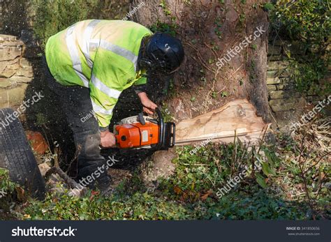 Tree Felling Large Chainsaw Cutting Into Stock Photo 341850656 ...