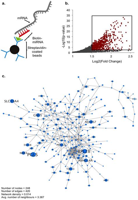 Ncrna Free Full Text Hypoxia Induced Microrna 210 Targets