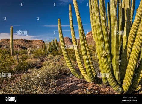 Cacti In Organ Pipe Cactus Hi Res Stock Photography And Images Alamy