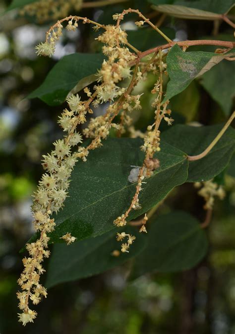 Mallotus Paniculatus Copperlode Dam Near Cairns Qld Flickr