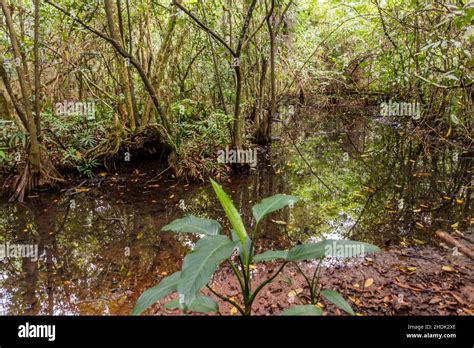 Marchland In The National Park El Choco Near Cabarete Dominican