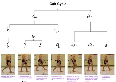 Gait Objectives Flashcards Quizlet