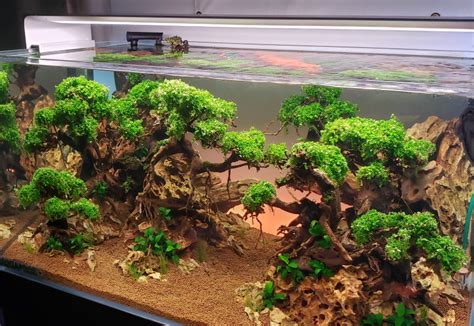 How To Make A Living Aquarium Bonsai Tree Aquapros