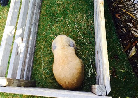 Sweet Bunny | Zoo animals, Bounce castles, Pets
