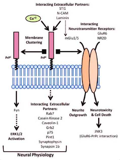 Scheme Of The Proposed Functional Roles For PrP C At The Cell Membrane