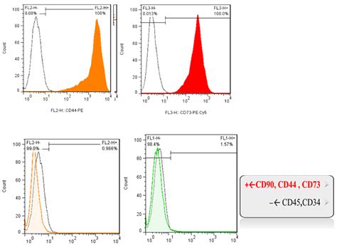 Flow Cytometric Analysis Of Stem Cells From The Apical Papilla Scaps