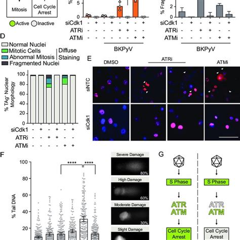 Premature Mitosis Was The Source Of DNA Damage Due To ATR Inhibition