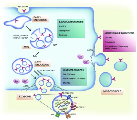 Extracellular Vesicle Ev Biogenesis And Secretion Schematic