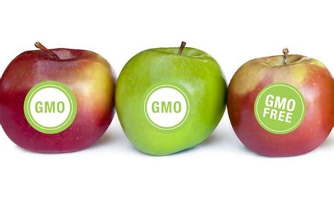 Gmo Vs Non Gmo Foods Genetic Modification Techniques