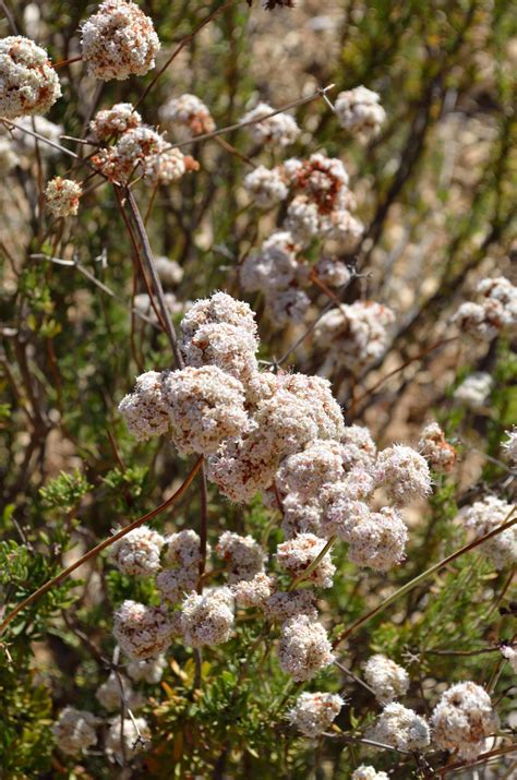 California Buckwheat: Spring | MowryJournal.com