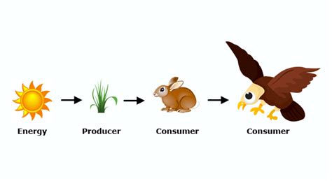 The Predator Prey Relationship | STEM Resource Finder