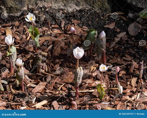 The Bloodroot Canada Puccoon Redroot Red Puccoon Or Black Paste