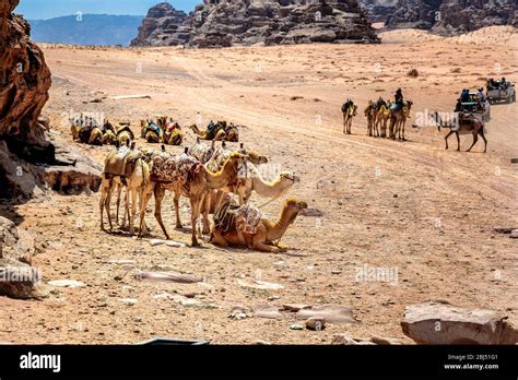 Camel Caravans In The Rugged Desert Landscape Of Wadi Rum In Southern