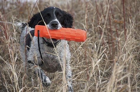 Springer Spaniel Training to Hunt | Proven Strategies