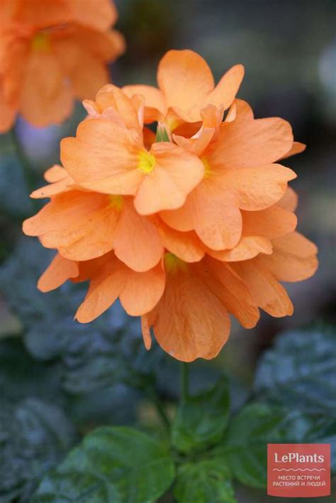 Кроссандра (Crossandra) — описание, выращивание, фото | на LePlants.ru