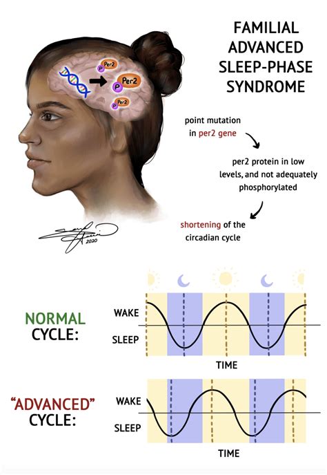 Circadian Rhythms Portraits Of The Brain Visualizing Behavior