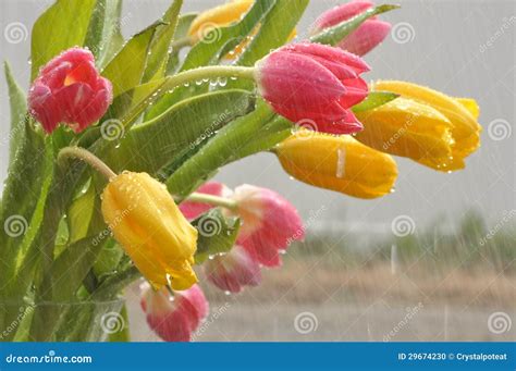 Tulips In The Rain Stock Photo - Image: 29674230