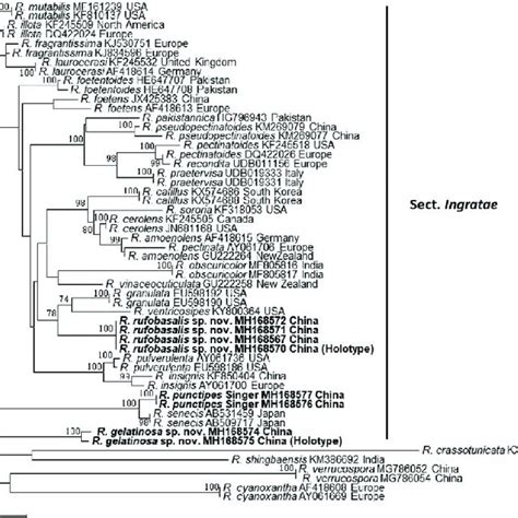 Phylogram Generated From Maximum Likelihood Ml Method Based On Rdna