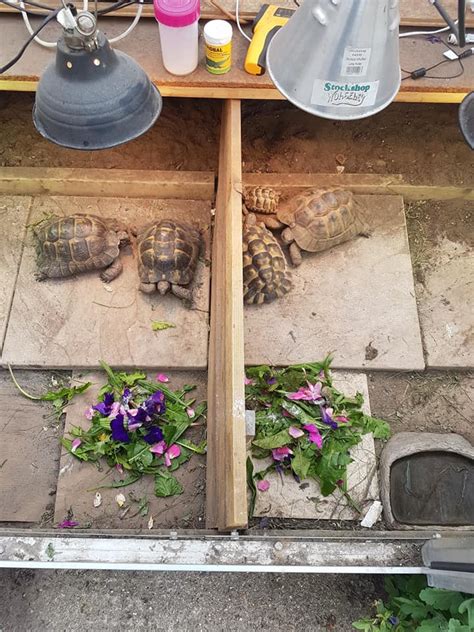 Table Set Up Berkshire Tortoise Club