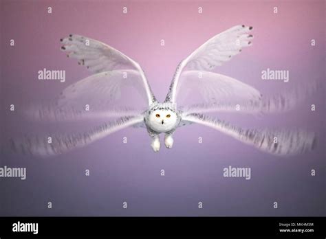 Multi Exposures Of Canadian Snowy Owl Bubo Scandiacus In Flight