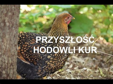 Odcinek 764 PRZYSZŁOŚĆ MAŁYCH HODOWLI DROBIU CO BĘDZIE DALEJ CZY DUŻA