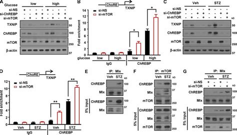 Mtor Interacts With The Chrebpmlx Complex To Inhibit Its Binding To Download Scientific