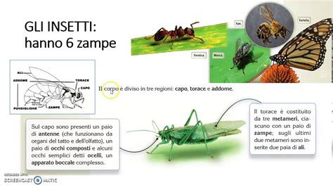 Gli Invertebrati Seconda Parte YouTube