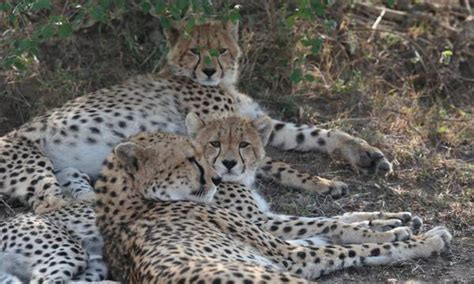 Protéger les guépards en Namibie Beauval Nature