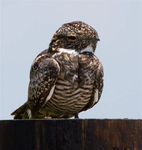 Common Nighthawk Anahuac National Wildlife Refuge Steve Heath Flickr