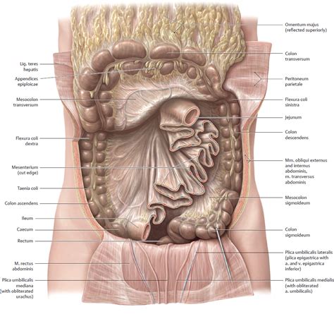 Topographical Anatomy | Basicmedical Key