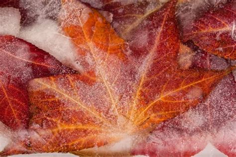 Frozen Leaves Stock Photos Royalty Free Frozen Leaves Images