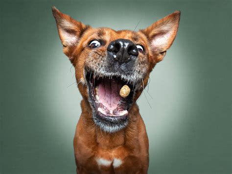 The unbridled joy of dogs catching treats