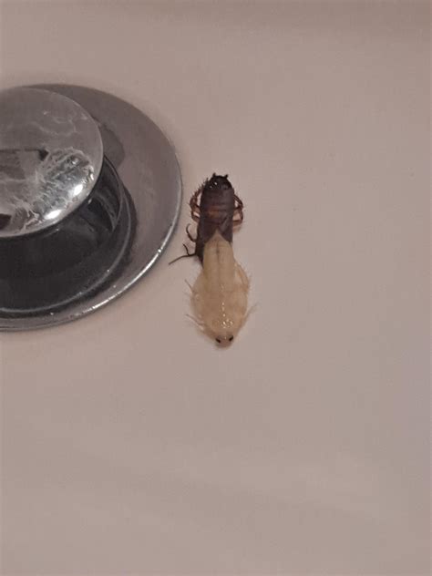 A roach molting : r/Entomology