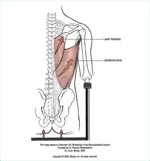 Kinesiology Exam Shoulder Flashcards Quizlet