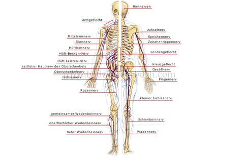 Mensch Anatomie Nervensystem Peripheres Nervensystem Bild