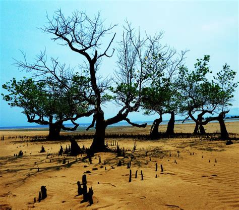 Mangrove wood stock image. Image of wood, water, change - 17290625