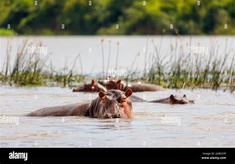 Uganda Del Noroeste Fotos E Imágenes De Stock Alamy