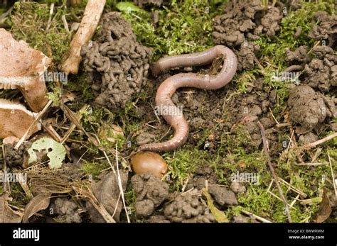 Common Earthworm Lumbricus Terrestris Adult Stock Photo Alamy