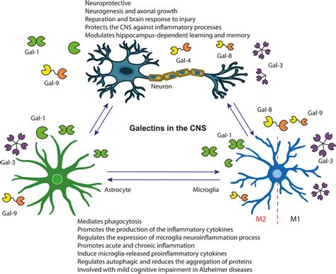 Galectin Expression In The Central Nervous System Cns The Functions