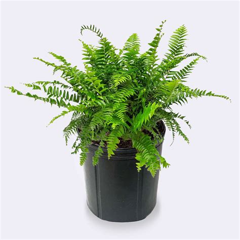Macho Fern for Sale | Landscape Plant | Florida