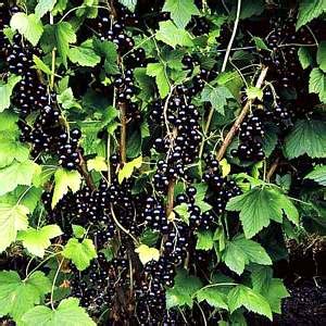 Black Currant - Plant, Tea, Benefits, Extract, Uses and Recipes