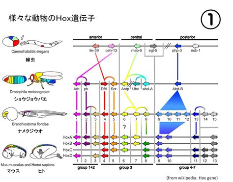 続・生物学茶話206 Hox遺伝子一覧 渋めのダージリンはいかが