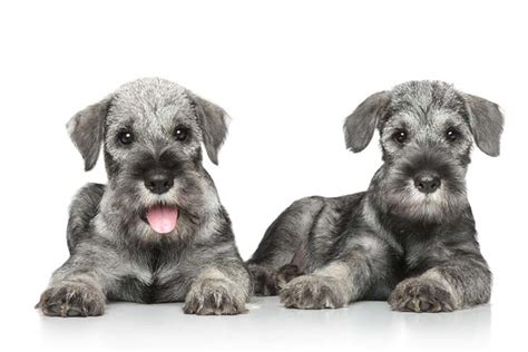 Standard Schnauzer Puppies For Sale - AKC PuppyFinder