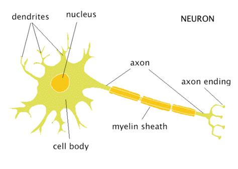 12 Difference Between Axon And Dendrites (With Pictures) - VIVA DIFFERENCES