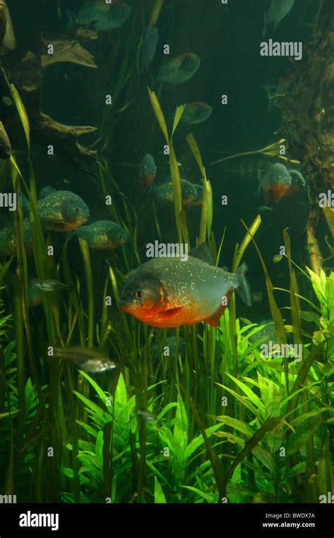 Pygocentrus nattereri Piranha à ventre rouge en Amazonie Photo Stock