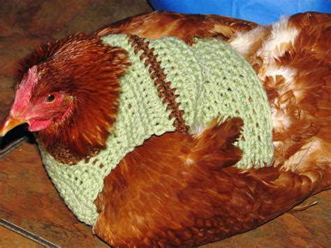 Creative Crochet by Becky: Crochet Chicken Sweaters Pattern and Custom ...