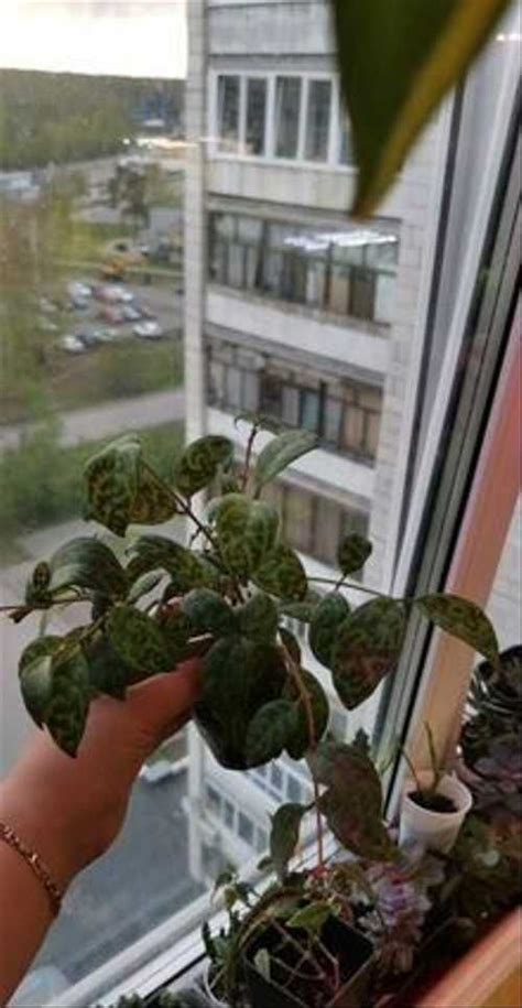 Эсхинантус Мраморный | Festima.Ru – частные объявления